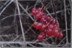 large_img_6234